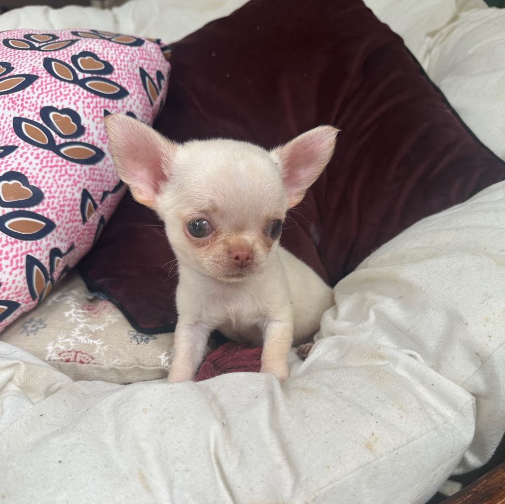 Des lianes de mysore - Chiots disponibles - Chihuahua