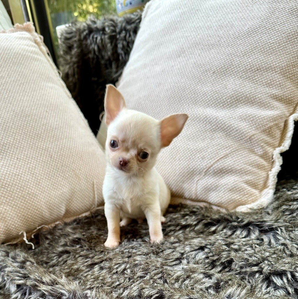 Des lianes de mysore - Chiots disponibles - Chihuahua