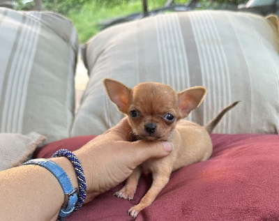 CHIOT 2