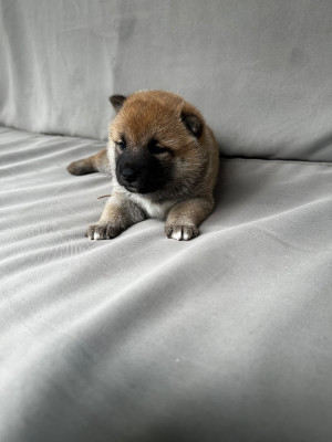 Chiot N°1