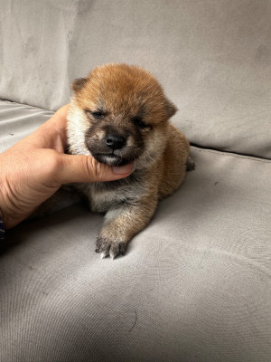 Chiot N°2