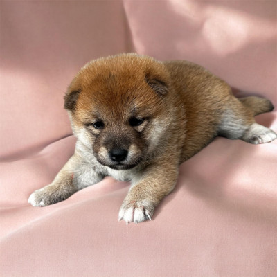 Chiot N°3
