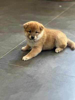 Chiot N°3