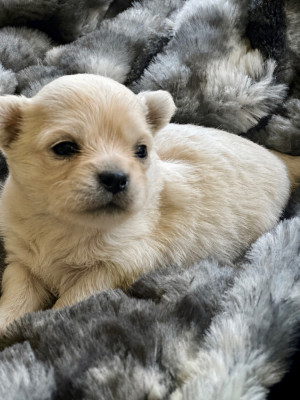 Chiot N°2