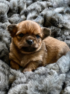 Chiot N°1