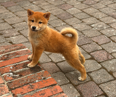 Chiot N°3
