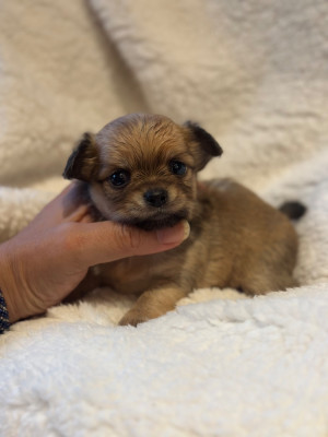 Chiot N°1