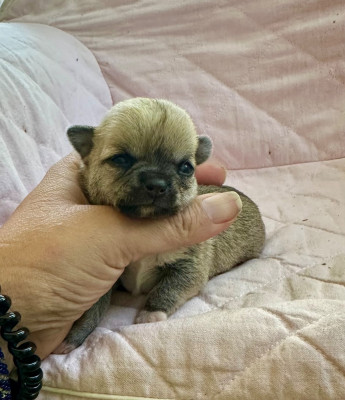Chiot N°4