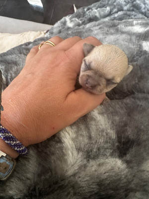 Chiot N°3