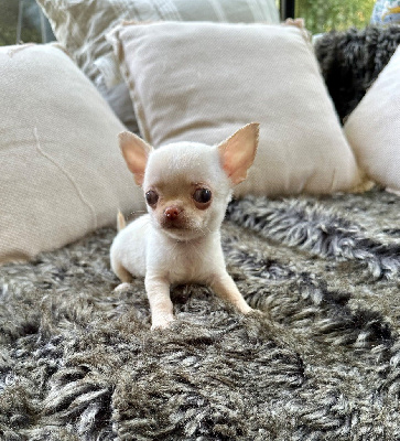 CHIOT 4