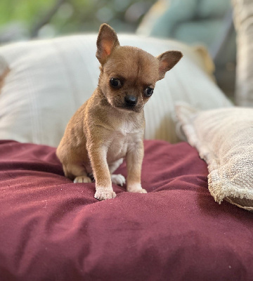 CHIOT 1