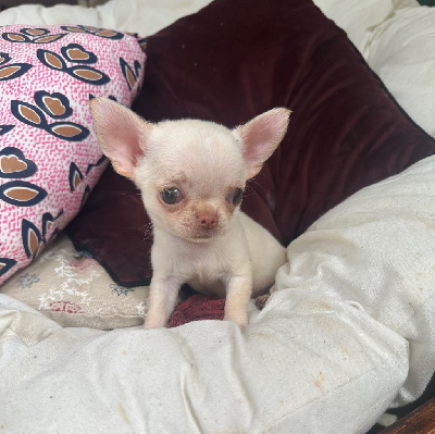 CHIOT 4
