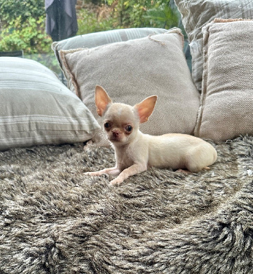 CHIOT 4
