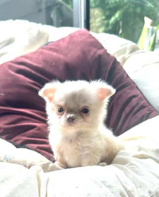CHIOT 5