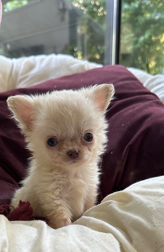 Des lianes de mysore - Chiots disponibles - Chihuahua