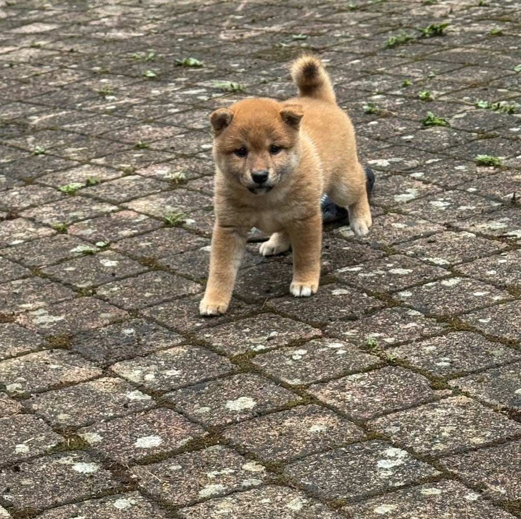 Des lianes de mysore - Chiots disponibles - Shiba