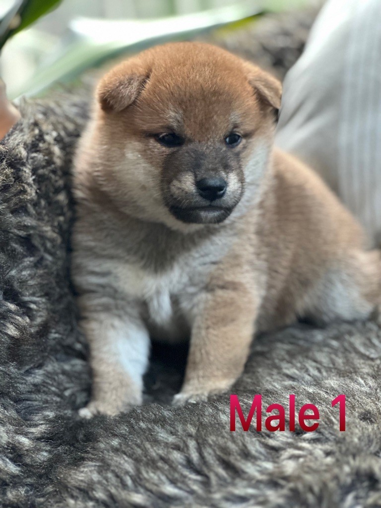 Des lianes de mysore - Chiots disponibles - Shiba