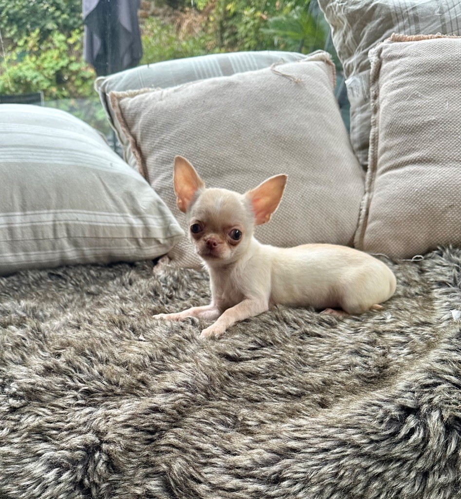 Chiot Chihuahua Des lianes de mysore